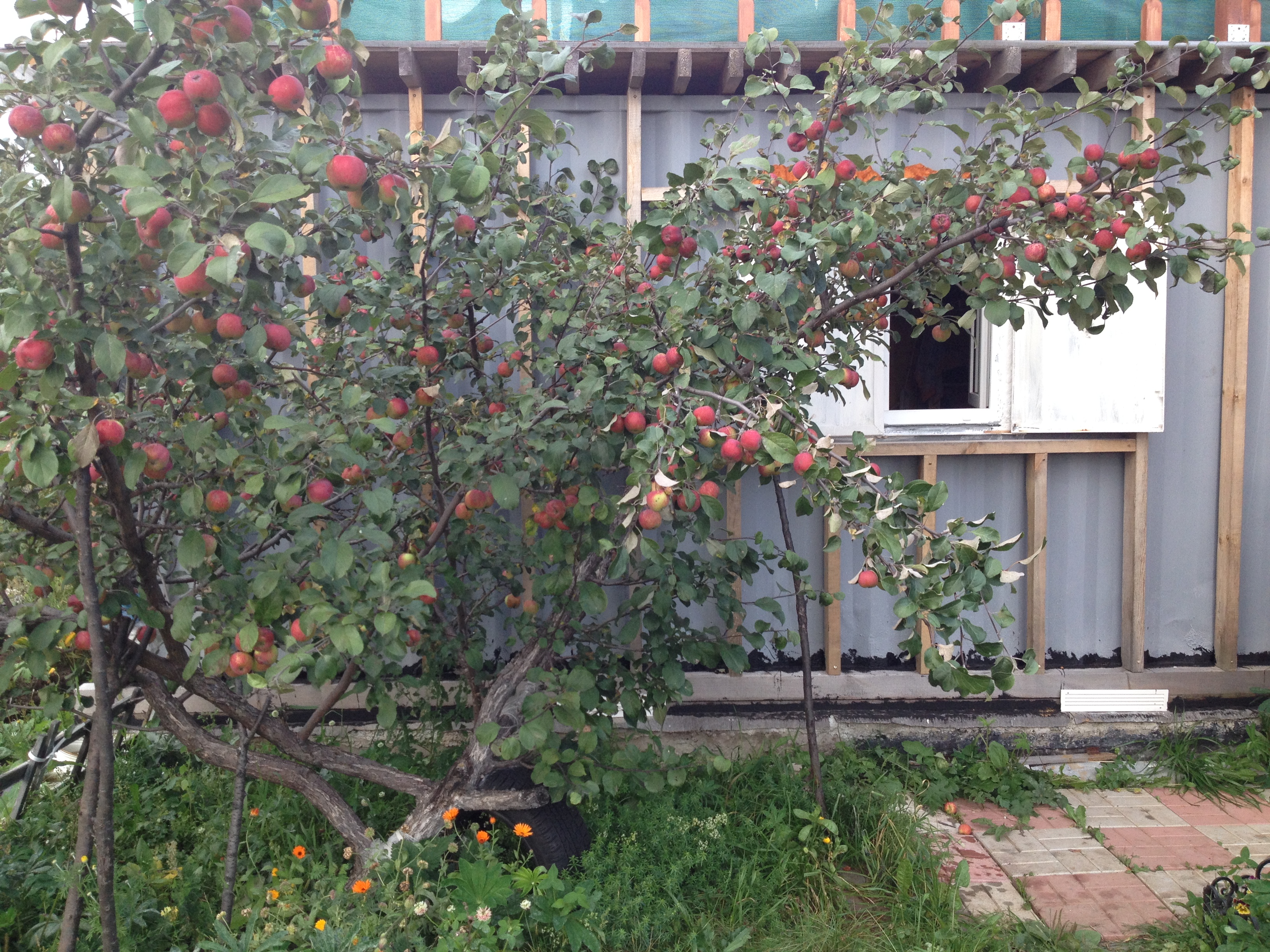 House from the container in the garden